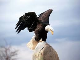 An eagle perched on a rock